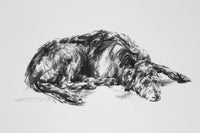SOLD - Lurcher Sleeping Charcoal sketch ORIGINAL