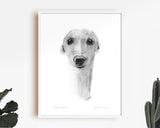 "The Accomplice" Whippet Sketch Print