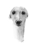 "The Accomplice" Whippet Sketch Print