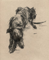 Sighthound charcoal sketch ORIGINAL drawing