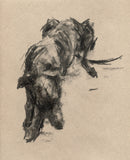Sighthound charcoal sketch ORIGINAL drawing