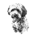 Cockapoo charcoal sketch ORIGINAL drawing