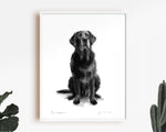 Black Labrador "The Companion" Sketch Print