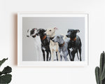Company of Whippets Limited Edition Print