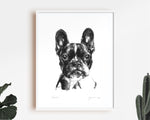 French Bulldog Sketch Print