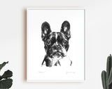 French Bulldog Sketch Print