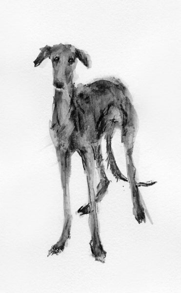 SOLD Galgo Sighthound ink and charcoal drawing - ORIGINAL