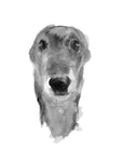 Greyhound Sketch Print