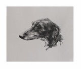 SOLD Lurcher charcoal  on grey paper - Original Drawing