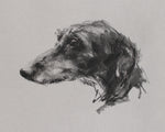 SOLD Lurcher charcoal  on grey paper - Original Drawing