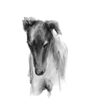 Sighthound "Focus"  ink wash drawing -Framed ORIGINAL