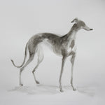 Light Sighthound ink and wash drawing - ORIGINAL
