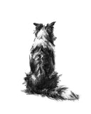 SOLD Border Collie charcoal drawing - ORIGINAL