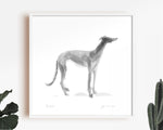 Sighthound Standing Ink Sketch Print
