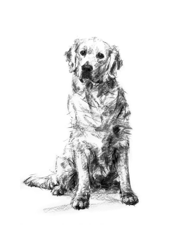 Golden retriever sitting charcoal sketch ORIGINAL PaintMyDog Dog