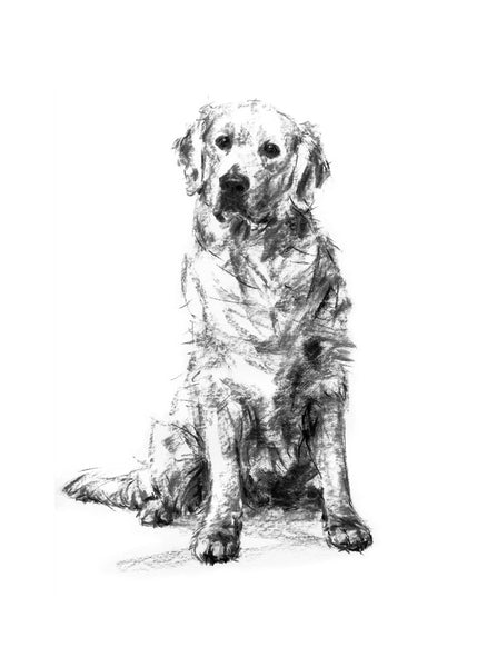 SOLD Golden Retriever Charcoal sketch ORIGINAL