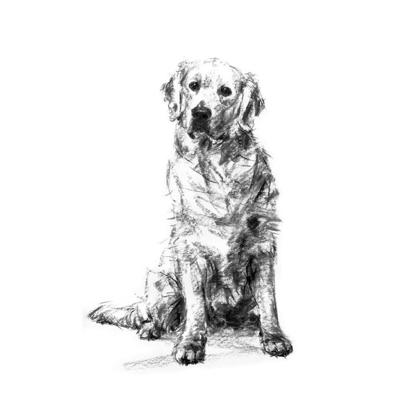 Golden Retriever Sketch Print