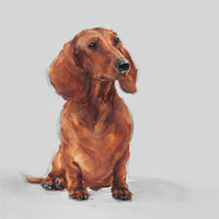 Modern Dachshund portrait