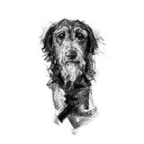 "Wisdom" Deerhound Sketch Print