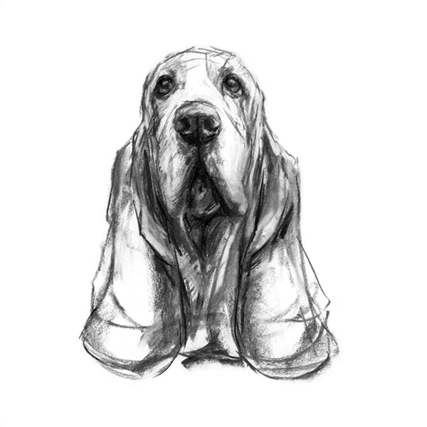 Basset Hound Dog Sketch Print