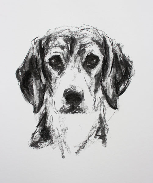 SOLD Beagle Portrait Charcoal sketch ORIGINAL drawing