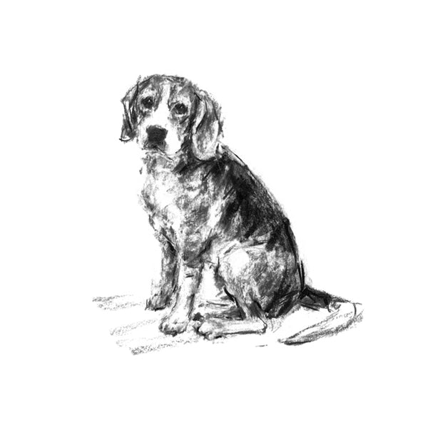 Beagle Sitting Sketch Print