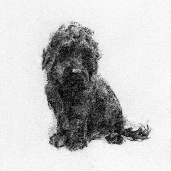 Black cockapoo - small drawing ORIGINAL Charcoal