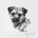 SOLD small Border Terrier Charcoal sketch ORIGINAL