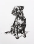 SOLD Border Terrier Charcoal sketch ORIGINAL