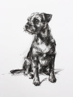 SOLD Border Terrier Charcoal sketch ORIGINAL