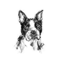 Boston Terrier Sketch Print