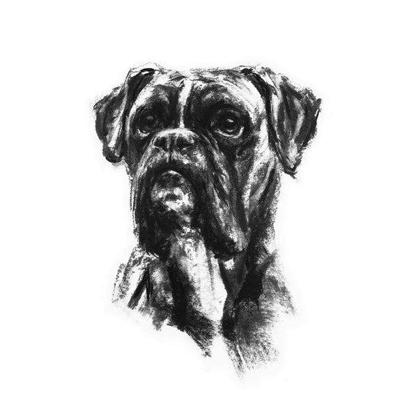 SOLD Boxer Portrait Charcoal sketch ORIGINAL - large