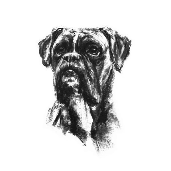 Boxer Dog Sketch Print