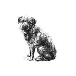 Sitting Border terrier Sketch Print