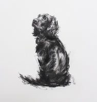 SOLD Spaniel Charcoal sketch ORIGINAL