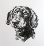 Dachshund portrait - charcoal sketch ORIGINAL drawing