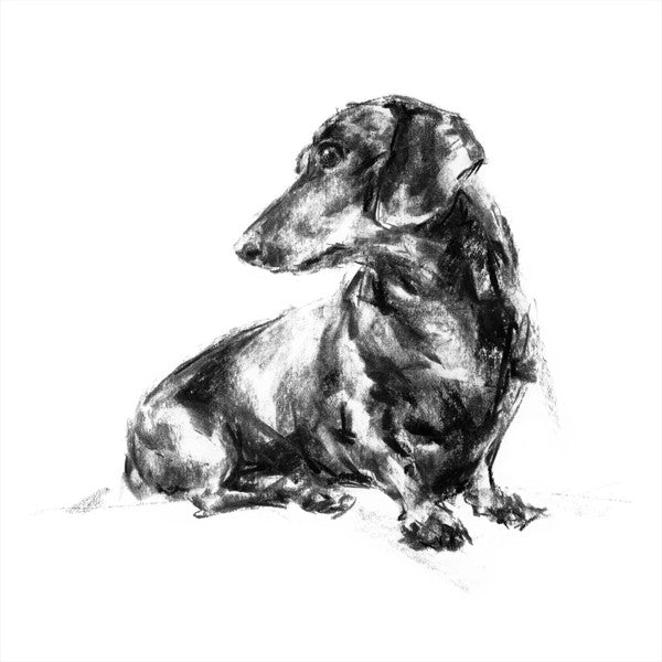 Dachshund Turning Sketch Print