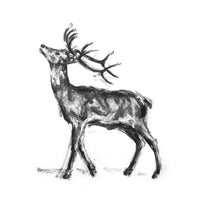 Deer Hart Sketch Print