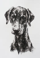 SOLD Large Study for a Doberman - Charcoal on paper ORIGINAL drawing