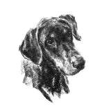 Doberman Dog Sketch Print
