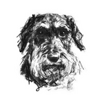 "Endeavour" Wire-Haired Dachshund Sketch Print