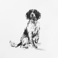 Springer Spaniel Charcoal sketch ORIGINAL drawing