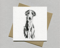 "Whippet Gentle Portrait"  Fine art card