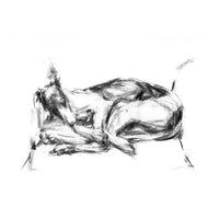 sleeping sighthound sketch