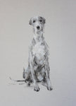 SOLD Grey Gentle Charcoal sketch ORIGINAL