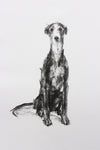 SOLD Sighthound Sitting Charcoal sketch ORIGINAL