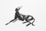 SOLD OUT Greyhound ink on paper - Original Dog Drawing
