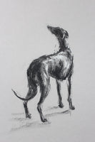SOLD Study for Hope sighthound Charcoal/Chalk sketch ORIGINAL