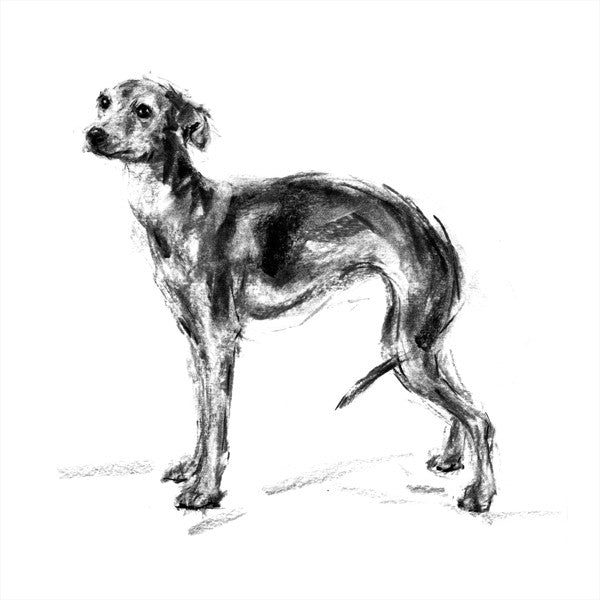 "The Charmer"  Italian Greyhound Sketch Print