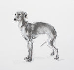 SOLD Italian Greyhound Charcoal pastel sketch ORIGINAL